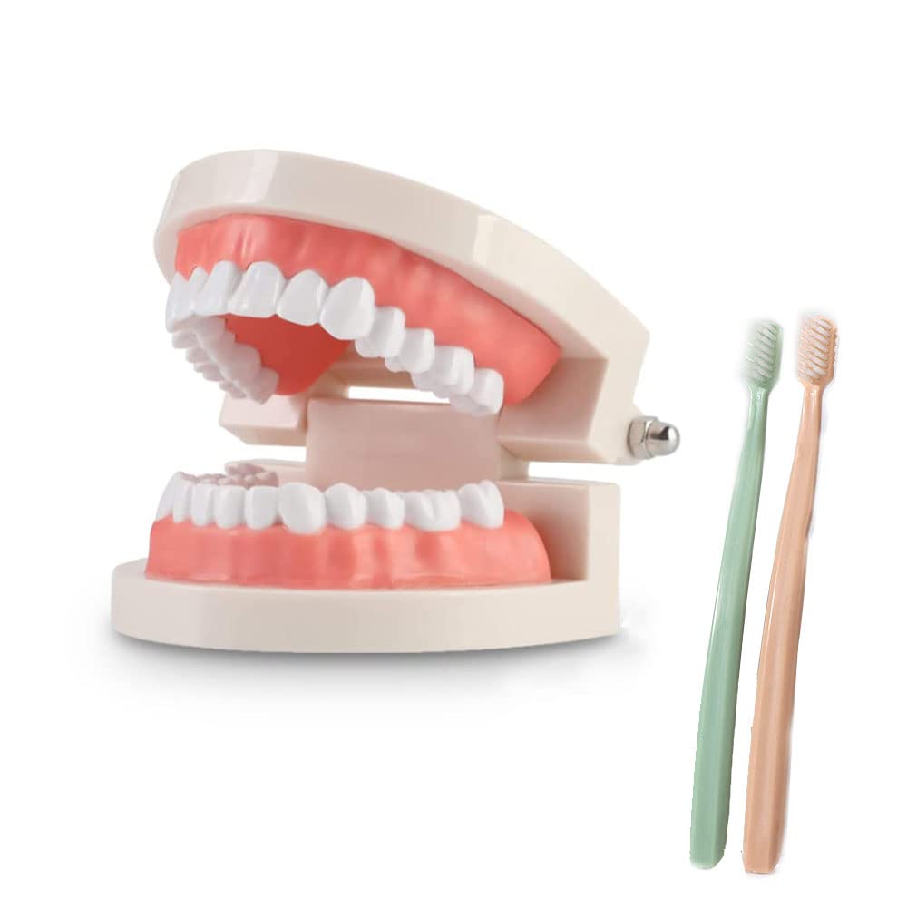 Modelo Dental de Demostración Estándar PVC para Adultos Niños Enseñanza Dental Cuidado Bucal con 2 Cepillo de Dientes