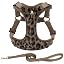 Brown Leopard