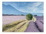 1500 Teile Puzzles für Erwachsene Kinder-Feld,Lavendel,Büsche 87x57cm