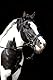 HKM 17429100.0622 Reittrense, Lou