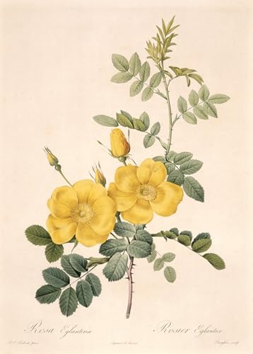 Tableau Rosa Eglantria de Pierre Redouté pour Habiller un Grand Mur Nu