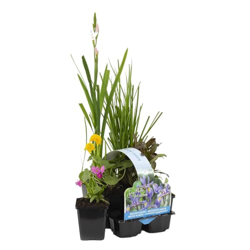 Bloomique - Juego de 6 plantas de estanque florecientes - Plantas acuáticas Mini estanque - Zona 1 y 2 - Resistente al invierno - Altura 15-25 cm - Maceta 9 cm