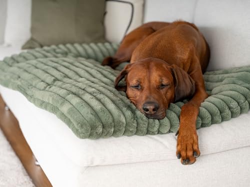 TrendPet Mora, gemütliche Hundematte mit extradicker Polsterung (110 x 70 cm)
