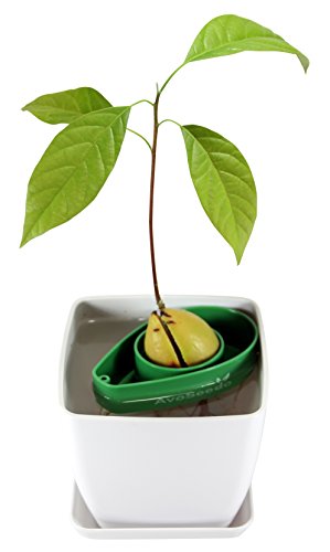 AvoSeedo Bowl Set Grow Your Own Avocado Tree, Evergreen, Perfect Avocado Tree Growing Kit for Every Avocado Lover with Plan Pot â€“ Green & White