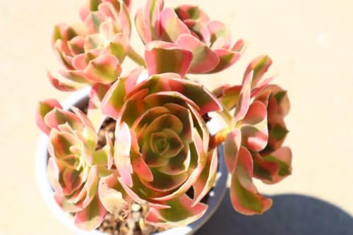 A AGIjE Pink WitchQij