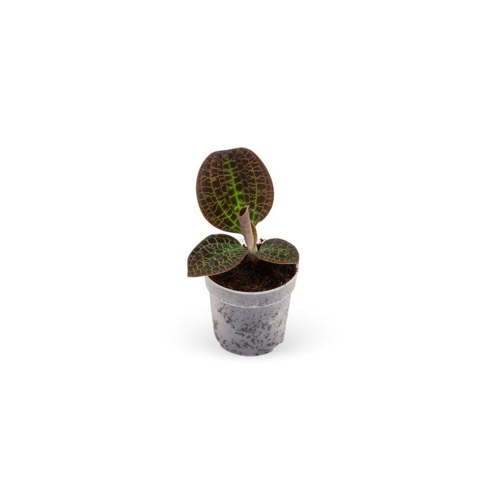 Exotenherz - Orchidée joyeuse - Macodes petola Tiger Eye - Mini orchidée terrestre avec feuilles originales - Pot de 6 cm
