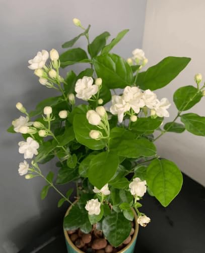 bel flower plant (B0C58LXXJR) Amazon Price History, Amazon Price Tracker