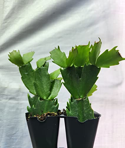 Sandys Nursery Online Schlumbergera, Christmas Cactus, Orange Starter Plant, Lot