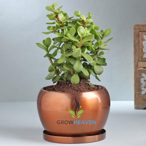 Image of Live Jade Plant | Lucky Succulent for Home & Office | Low Maintenance & Easy to Grow | Perfect for Indoor Decor & Gifting | Attracts Prosperity & Positive Energy