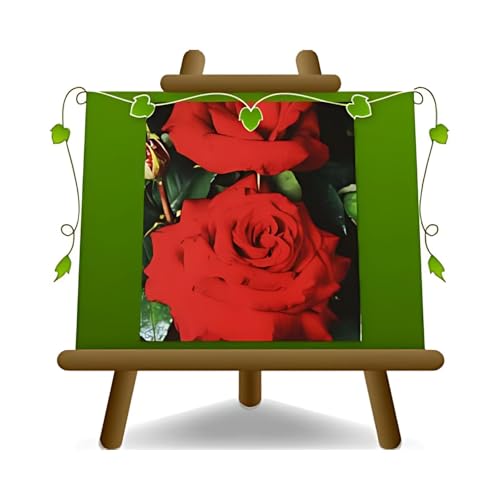 EURO PLANTS VIVAI Rose à buisson Grandes fleurs couleur rouge géranium sur pot : ø 18 × 18 / vase Ø 20