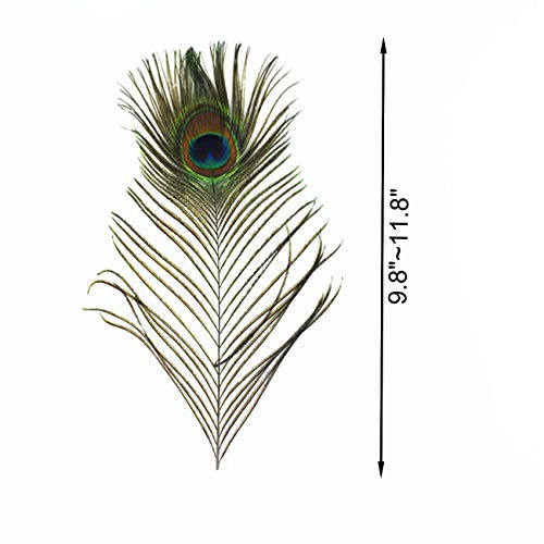 Tinsow 20 Pcs Natural Peacock Eye Feathers 9.8-11.8 Inch For Diy Craft, Wedding Holiday Decoration #TOP3