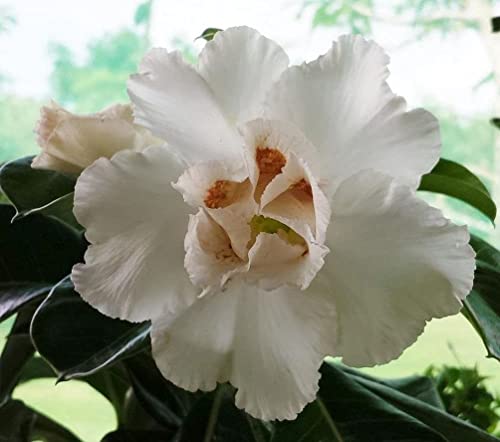 Mixed Color Desert Rose Seeds To Grow 40 Seeds Adenium Obesum Seeds #TOP4