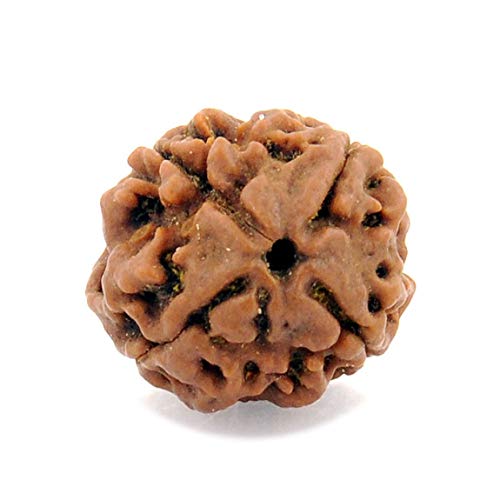 CaratYogi Natural Four Mukhi 4 Face Nepali Rudraksha Bead For Chakra Espiritual Curación Rudraksh Redondo Cover