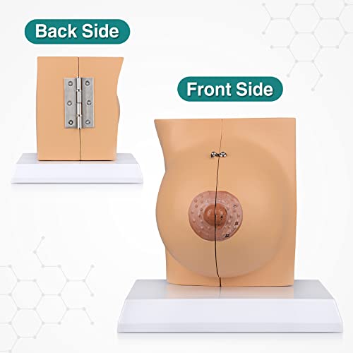 Image of Non-lactating Breast Model - Breast Sagittal Section Anatomical Display Model, Human Breast Anatomy Model, Ideal Scientific Education Tool, Suitable for Doctor Nurse Gift and Medical Training Learning