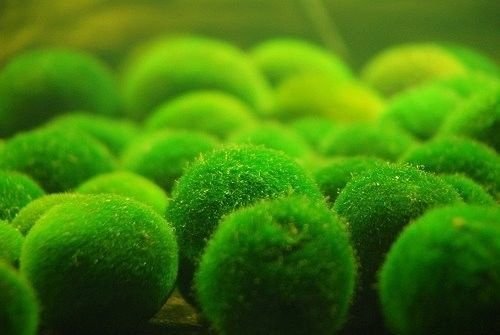 Boules de mousse géantes Marimo vivantes (~ 5,1 cm) + 1 Boule de mousse Marimo nano