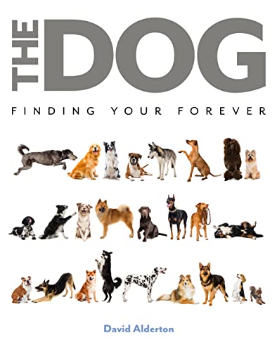The Best Couch Material For Dog 10 The Dog: Finding Your Forever