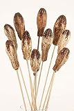 Green Floral Crafts Mahogany Natural Pods on 12'' Stems (Decorative Pods), Pack of 10