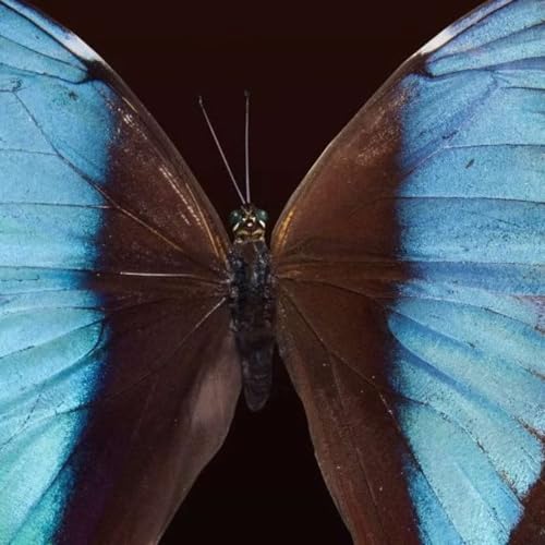 Episode 39 - The Butterfly Effect - Baby Chris Week 39 cover art