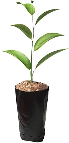 Frjjthchy 100 bolsas de plástico grueso para plantas de frutas y flores, macetas de plántulas (7.87 x 13.78 pulgadas)