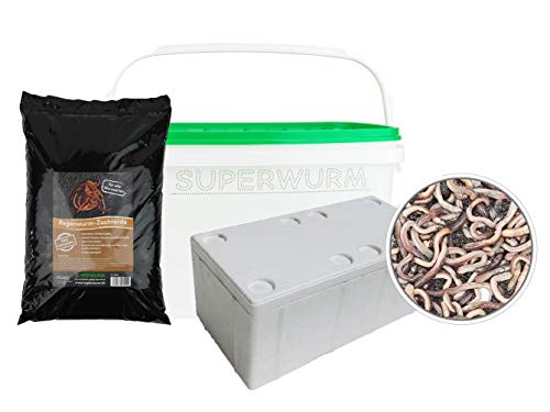 Tauwurm-Set - 50 Stück Kanadische Tauwürmer im Set - inkl. 1 Coolpack - 3 Liter Wurmerde - 6 Liter Wurmeimer - Styroporbox - Angelköder