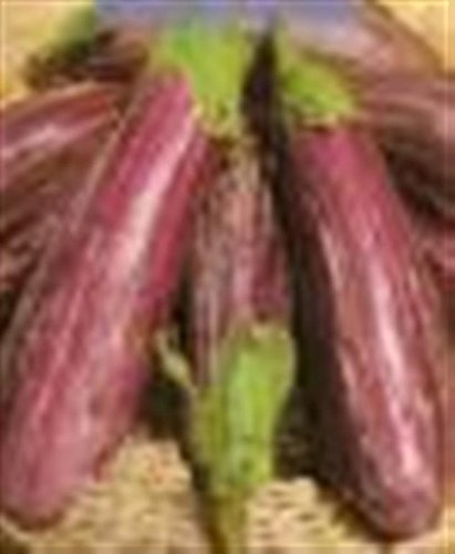Greek Heirloom Heritage Aubergine Eggplant Seeds. TIGRINA. Certified Organic Grower