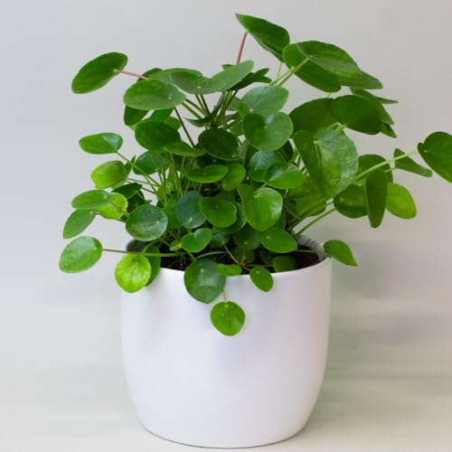 Chinese Money Plant House Plants Indoor Pepeormia Peperomiodes in 13cm Pot Suitable as Office Desk Plant
