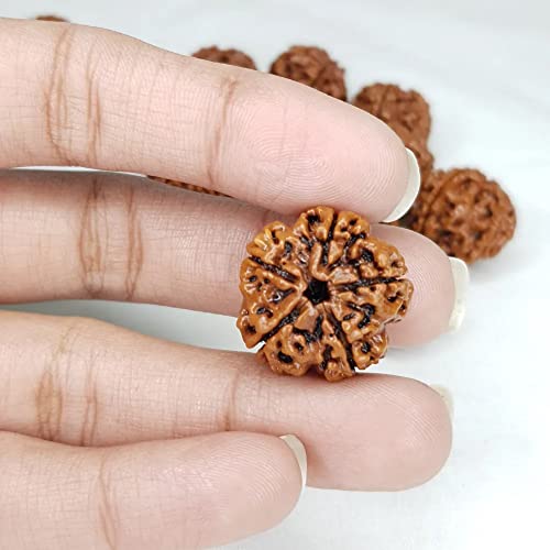 Image of Vado Certified 5 Mukhi Nepali Rudraksha with Authentic Lab Certificate Natural Panchmukhi Beads (5 Mukhi)