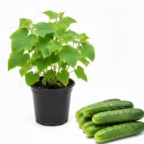 2 Cucumber Plants Live for Planting Live Cucumber Plants for Planting Vegetable Plant 3 to 5 Inches Tall