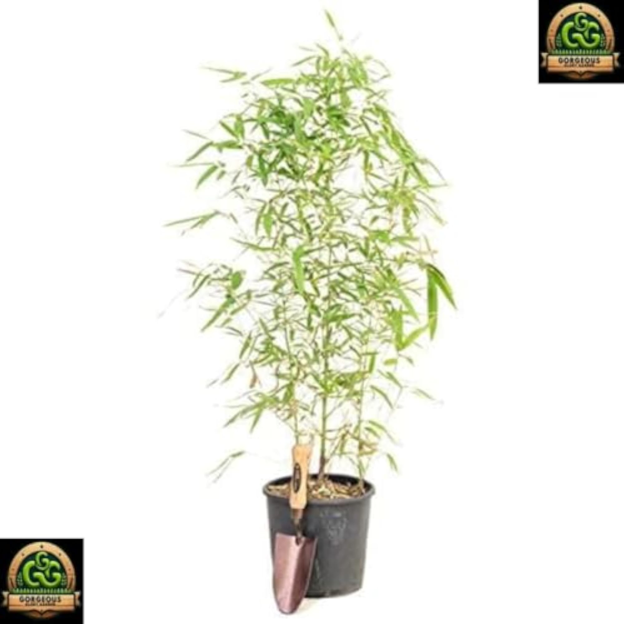 Live Bamboo Plants for Home Decoration