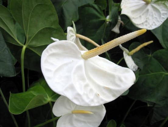 5 PC 24inch Artificial Anthurium Lily Flowers Permanent for Home Decor Bouquet and Green Leaf for Home Bridal Wedding Festival Party Crafts - Image 3