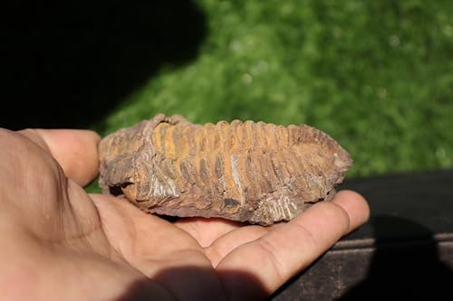 Image of Calymene Trilobite Flexicalymene Trilobite Ordovician Fossil Trilobites A233