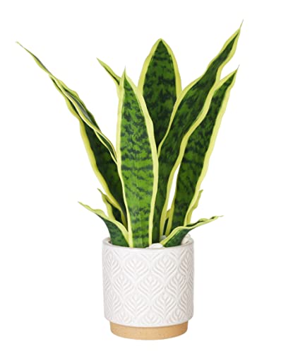 Duzyxi Artificial Snake Plant 16" With White Ceramic Pot Sansevieria Plant Fake Snake Plant Greenery Faux Snake Plant In Pot For Home Office Living Room Housewarming Gifts Indoor Outdoor Decor-Yellow #TOP20