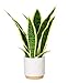 DUZYXI Artificial Snake Plant 16