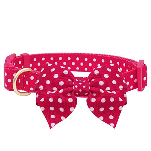 Comfortable Dog Collars Best Family Pets