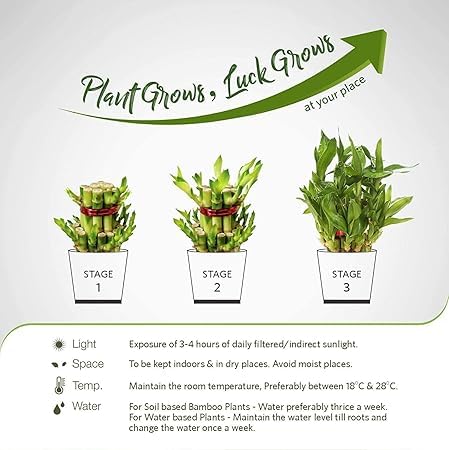 Image of Live Indoor Plants with Decorative Pot for Living Room, Balcony and Garden (3Inch Pot, Assorted Colour) (Syngonium)
