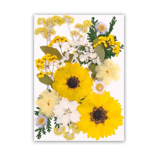 Set artesanal de flores secas prensadas para decoración miniatura 1