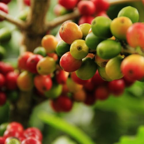 Genérico, Muda de Cafe Mundo Novo 20 a 40cm AMK - Plantas Online