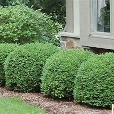 Green Velvet Boxwood, Evergreen Shrub, Indoor Outdoor, Dense Foliage, Bright Green, 2-4 ft. Height and Width, Full Sun to Partial Shade (2 Gallon)