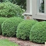 Green Velvet Boxwood, Evergreen Shrub, Indoor Outdoor, Dense Foliage, Bright Green, 2-4 ft. Height and Width, Full Sun to Partial Shade (1 Gallon)