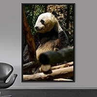 Framed Canvas Wall Art Panda Animals Bear Expressive Living Room Multicolor Photography Tropical - 16x24 inches