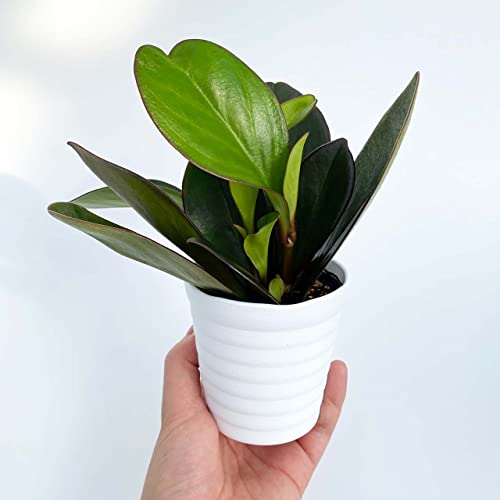 inakougei (CiREQC) ϗtA   ~jϗt yy~A 3 { A   v[g Mtg O[CeA A Ă₷ (vX`bNiꌊj 󂯎Mt)