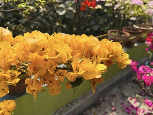 Image of Rare Bougainvillea Live Flower Plant || Healthy Live Plant with Grow Bag & Secure Packing || Beautiful Flower Garden Decoration (yellow)
