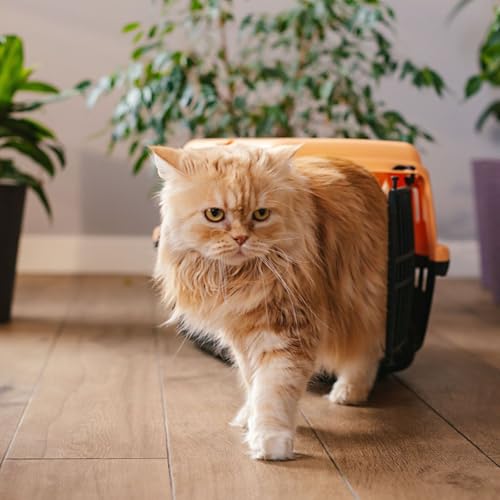 Caisse de transport : comment habituer son chat sans stress ni griffures