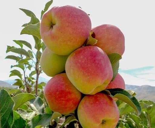Grafted Anna Apple Live Fruit Plant (Apple Tree) Supporting all India,Pack of 1 (B0CQYSYXTW) Amazon Price History, Amazon Price Tracker