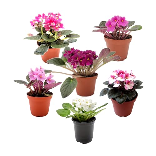4-Pack of 4” Pots African Violets, Saintpaulia ionantha, from 12 Available Colors, Colors May Vary but All Different, African Violet Live Plant, African Violet Plants, Plant Gifts, Holiday Gifts