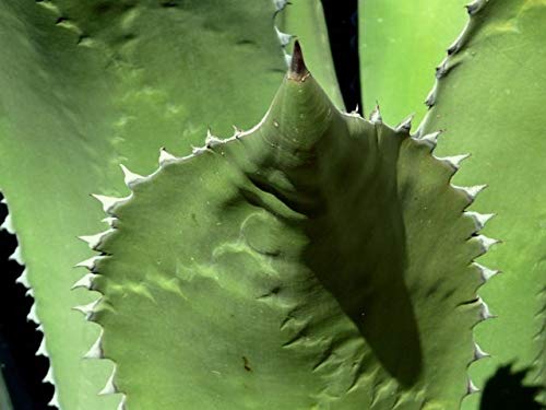 Amazon｜【種子】Agave salmiana var. Feroxアガベ・フェロックス 