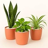 Diatomaceous Earth for Potting Soil and Compost Improver – Improves Soil Structure, Moisture Retention and Nutrient Uptake for Healthy Root Growth in Pots, Beds and Peat-Free Compost Mixes (5kg) - Image 2