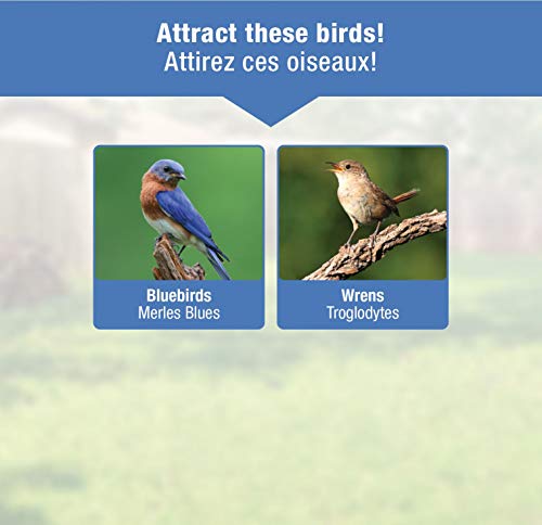 Nature's Way Bird Products Bbfm1 Bluebird Buffet Bird Feeder, Blue #TOP5