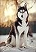 Produktbild DIY 5D Diamant Gemälde malen nach Zahlen Set,5d malerei kinder Husky diamant painting bilder Kristall Stickerei Kreuzstich Kunst Handwerksbedarf für Heimwand Deko, 30 x 40 cm