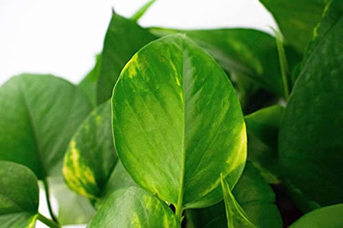 Trailing Combi Pack | Scanden, Gouden, Brasil - Afbeelding 3